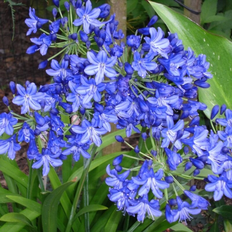 Agapanthe bleue fleurs