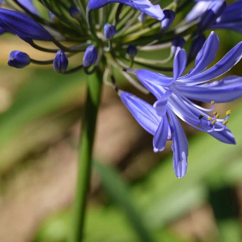 Agapanthe bleue fleur