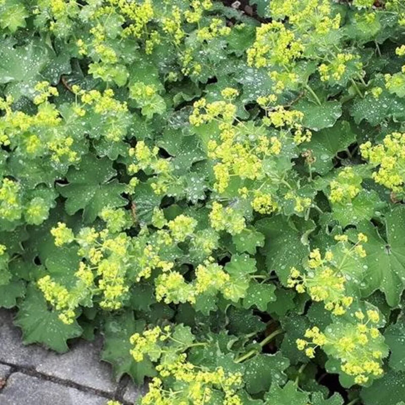 Alchemilla mollis