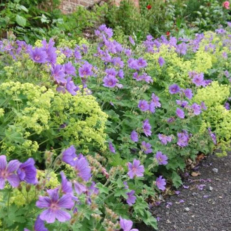 Alchemilla mollis  