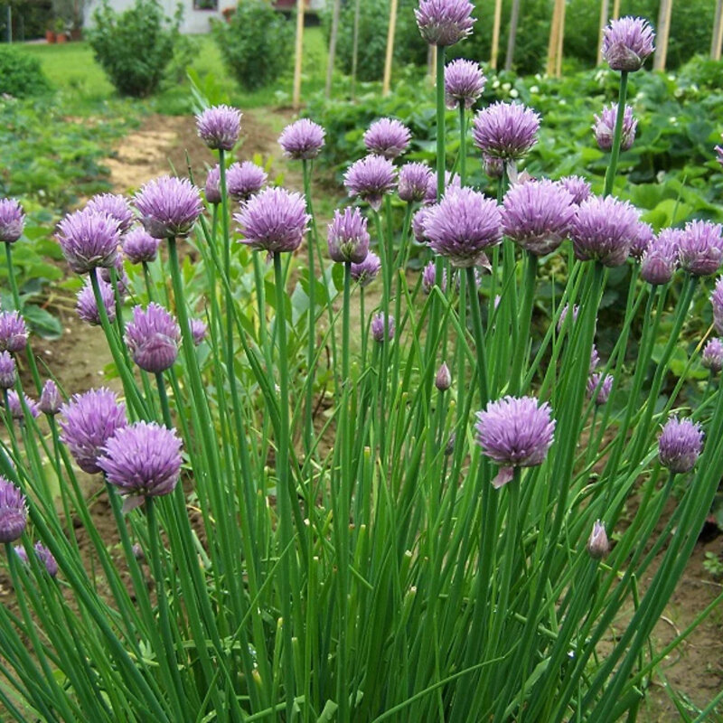 Ciboulette avec fleurs dans le jardin