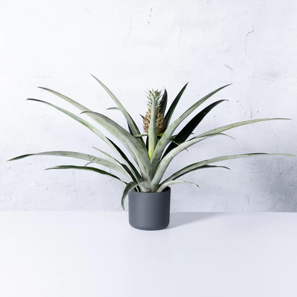 Plante d’ananas 