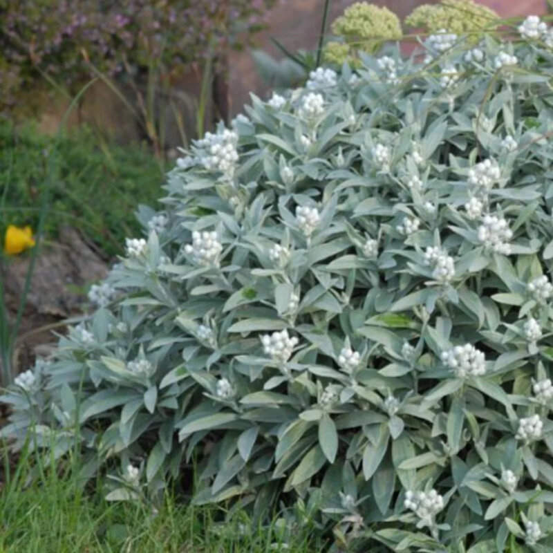 Edelweiss de Sibérie dans le jardin