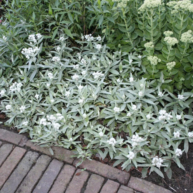 Edelweiss de Sibérie de la bordure