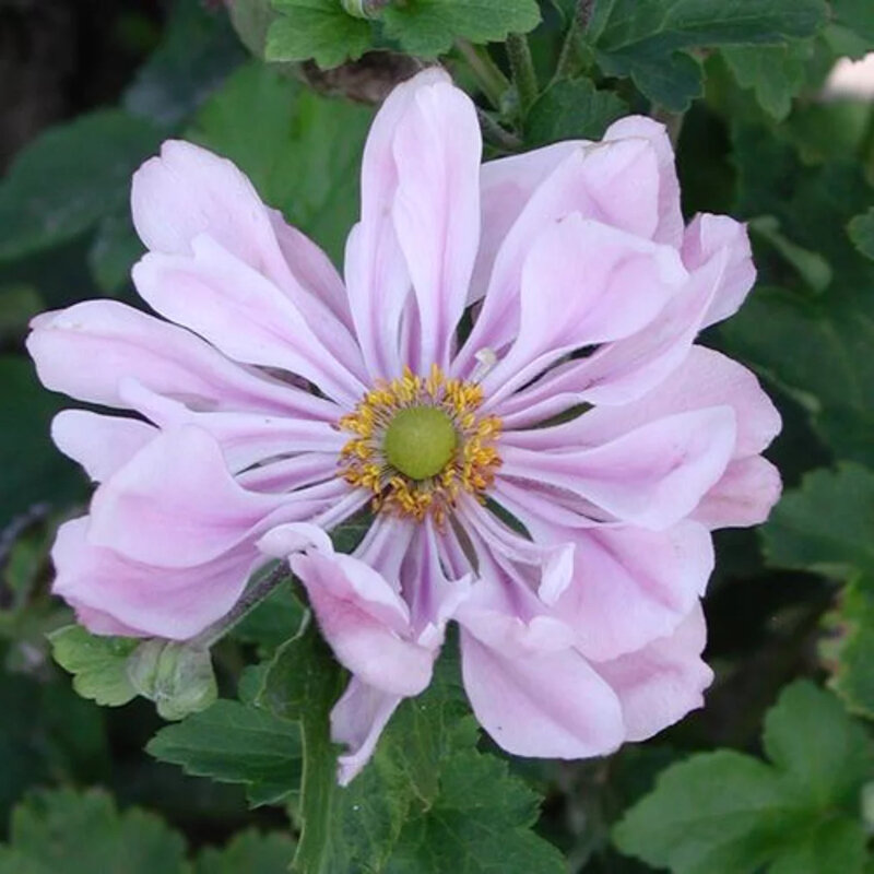 Anémone rose fleur