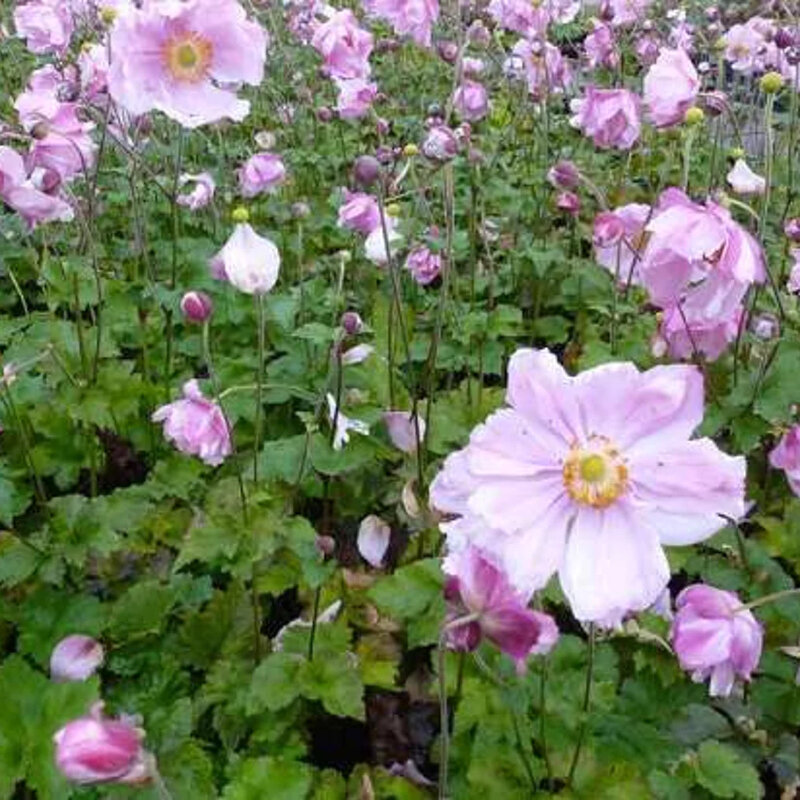 Anémone rose dans le jardin