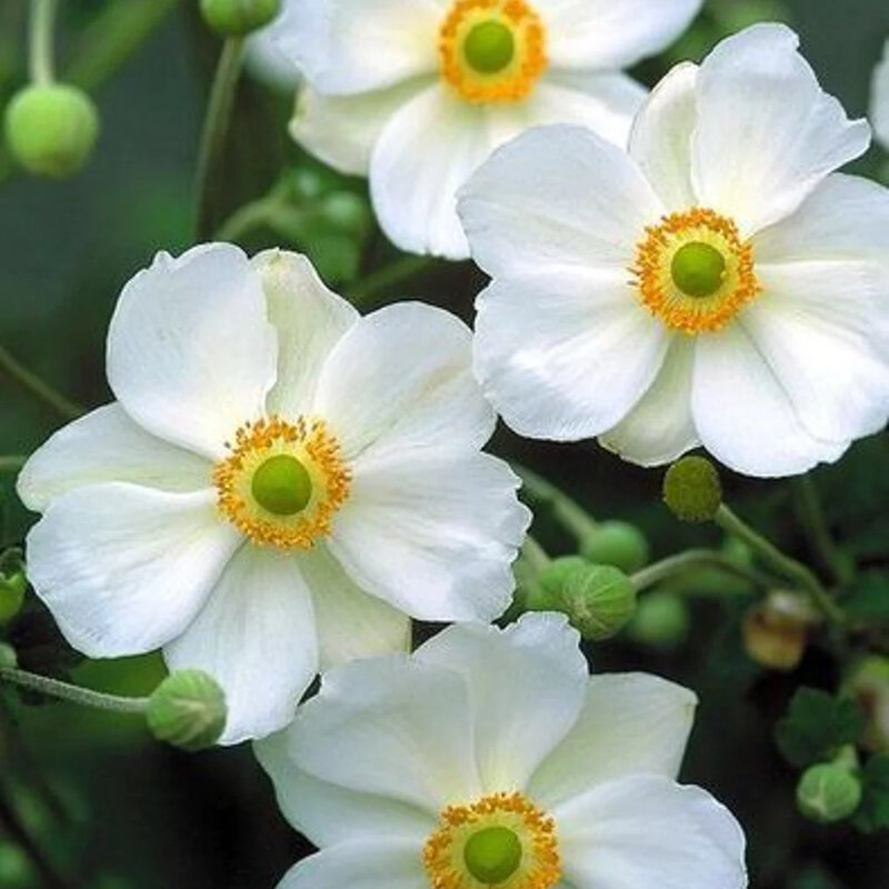 Anémone blanche fleurs