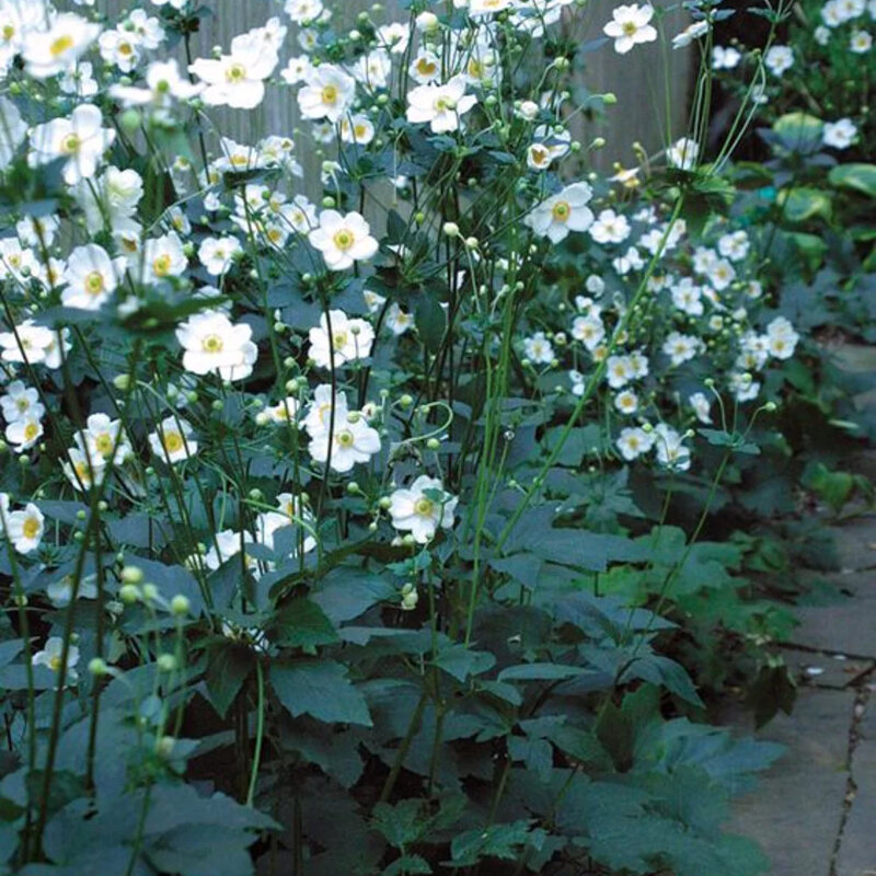 Anemone hybrida « Honorine Jobert » plantation de la bordure