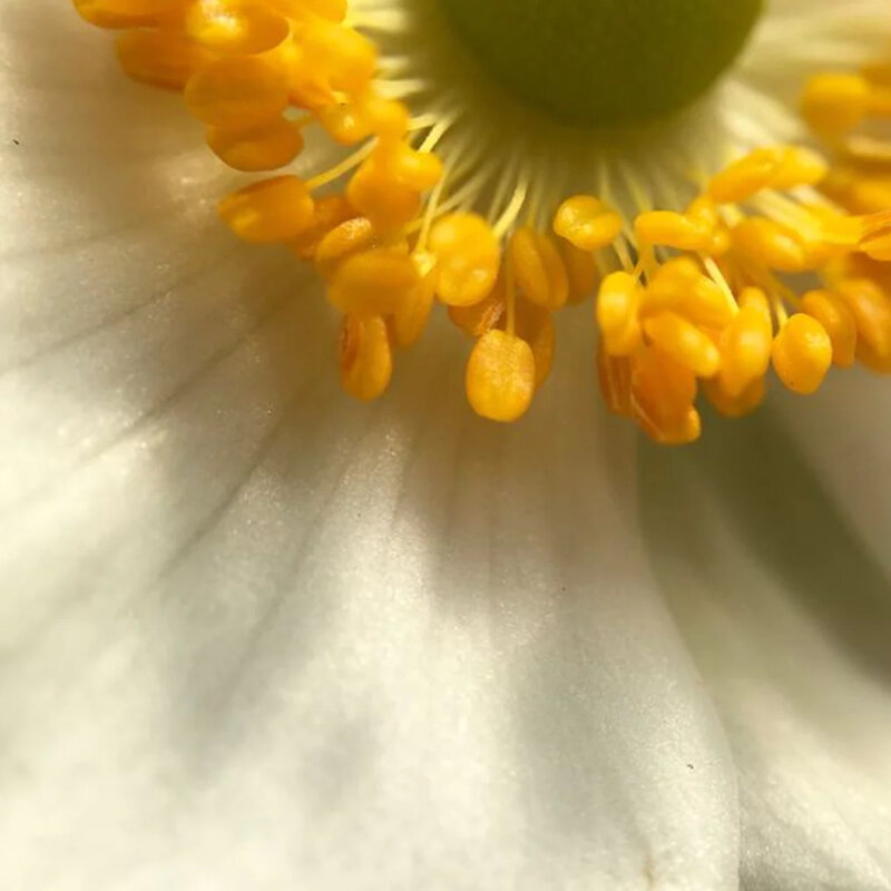 Anemone hybrida « Honorine Jobert » 