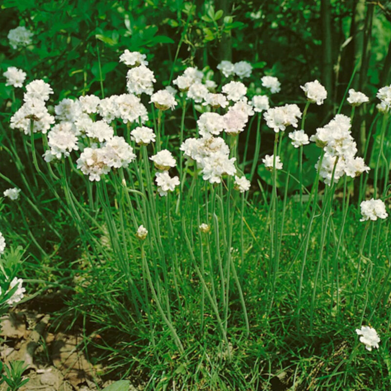 Gazon d'Olympe blanc dans le jardin