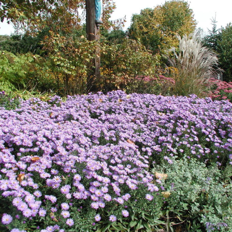 Aster d'automne dans le jardin