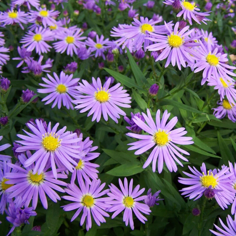 Aster d'automne fleurs