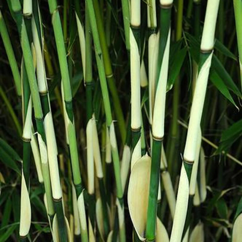 Bambou non invasif « Pingwu »