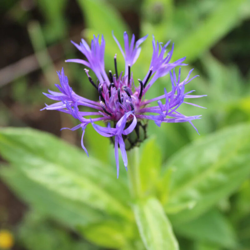 Bleuet des montagnes fleur