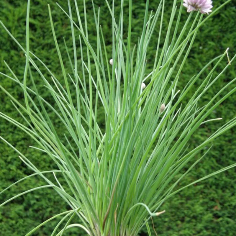 Ciboulette plante aromatique