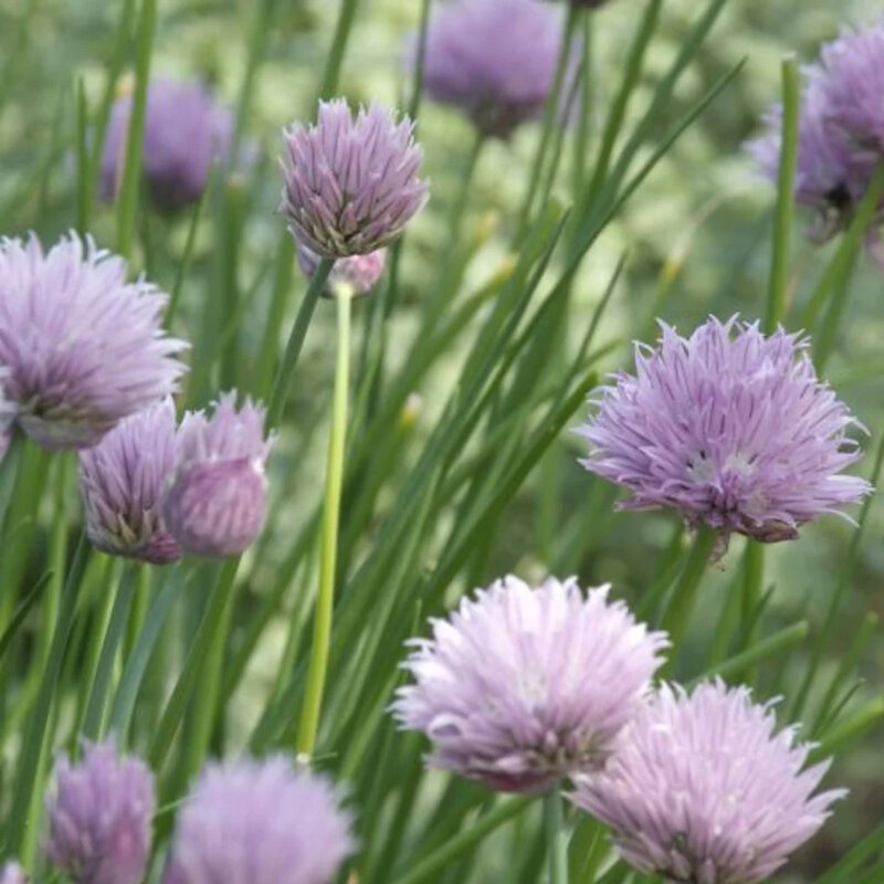 Ciboulette fleurs