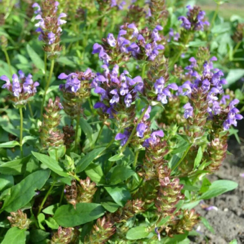 Prunella grandiflora