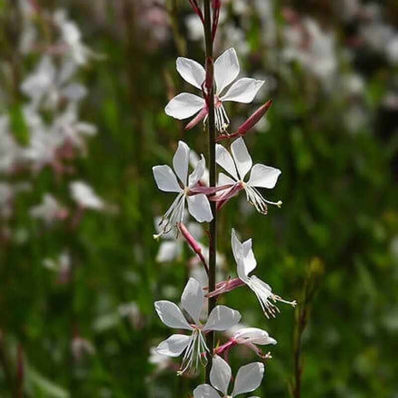 Gaura fleurs