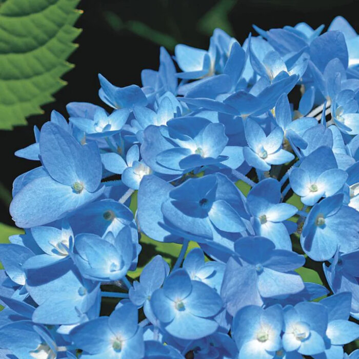 Hortensia traditionnel bleu detail