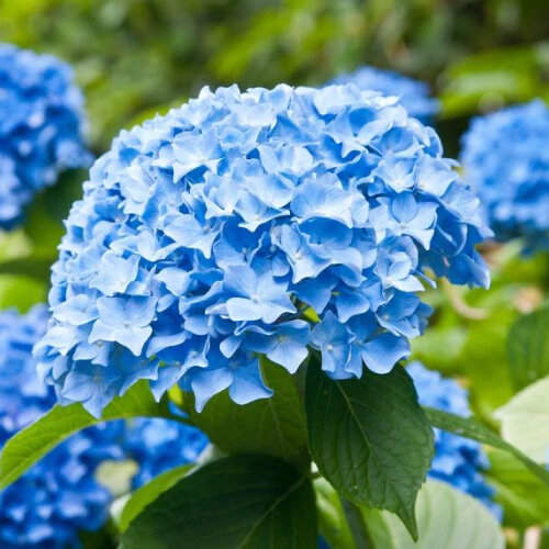 Hortensia traditionnel bleu fleur