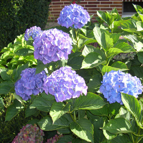 Hortensia traditionnel bleu