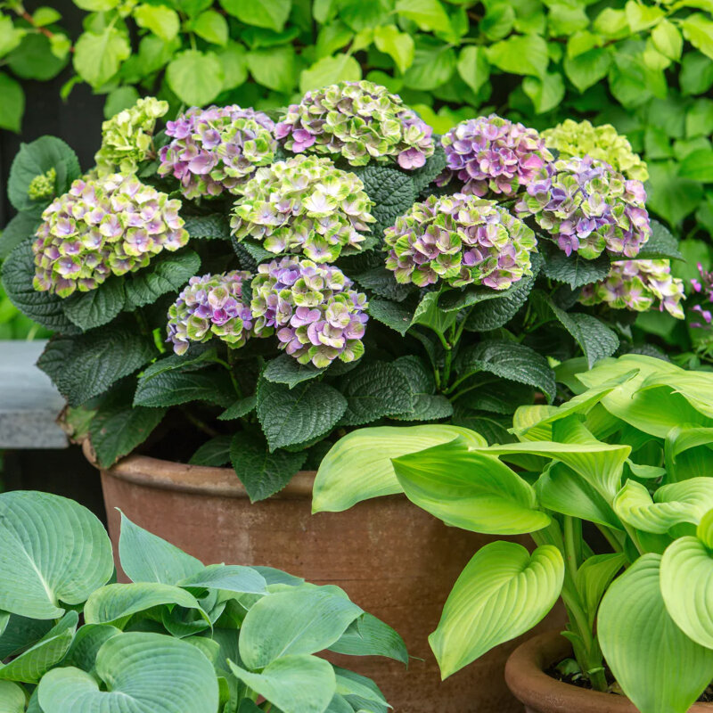 L'hortensia traditionnel « Magical Amethyst » en pot