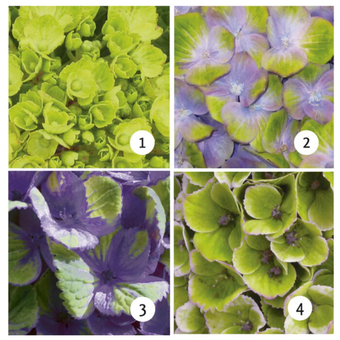 L'hortensia traditionnel « Magical Amethyst » changement de couleur 