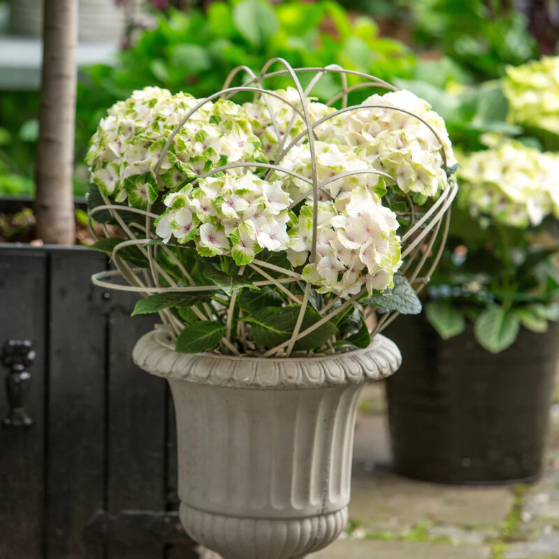 L'hortensia traditionnel « Magical Noblesse » en pot