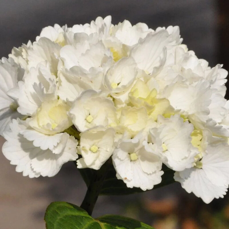 Hortensia traditionnel blanc détail