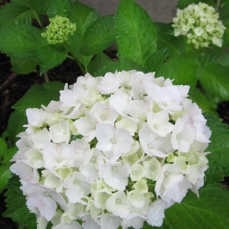 Hortensia traditionnel blanc fleurs