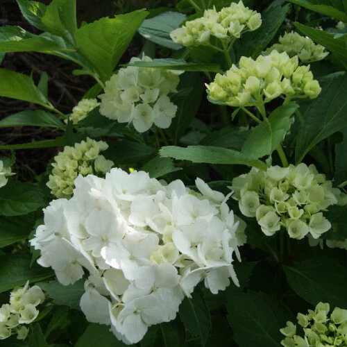 Hortensia traditionnel blanc fleurit