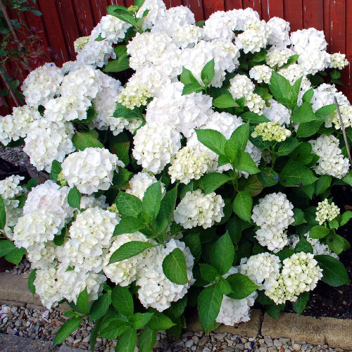 Hortensia traditionnel blanc dans le jardin