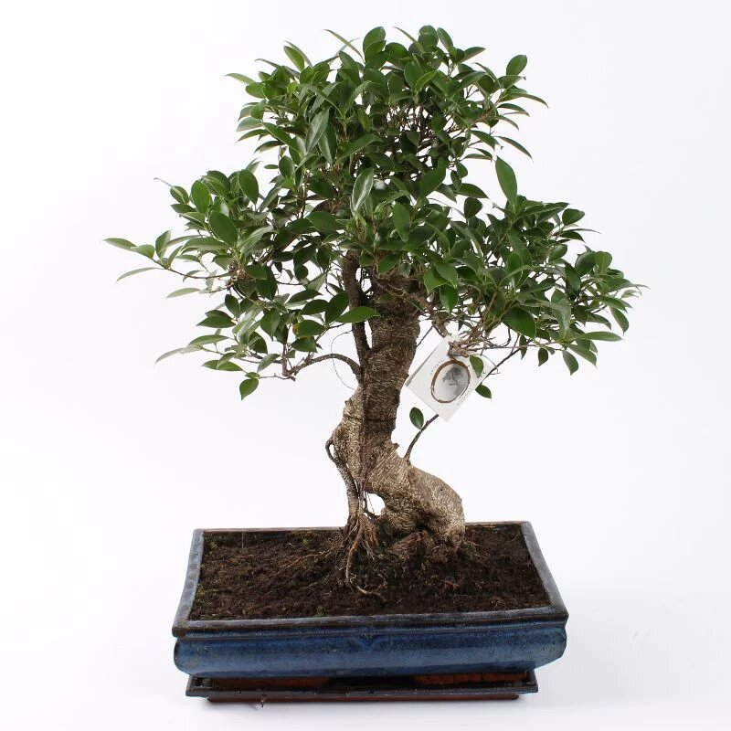 Bonsaï ficus en forme de S