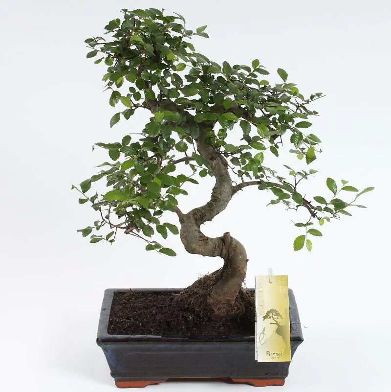 Bonsaï « Zelkova »  en forme de S