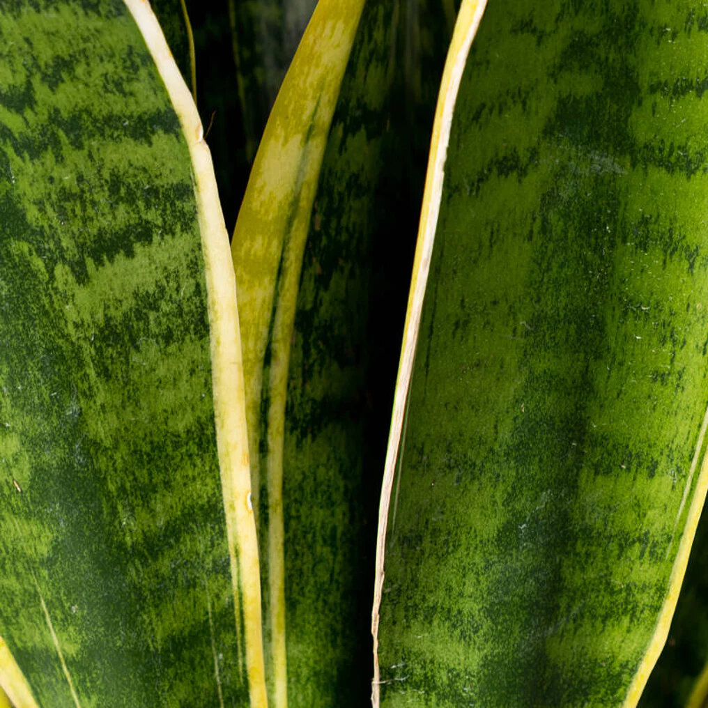 Sansevieria trifasciata feuille