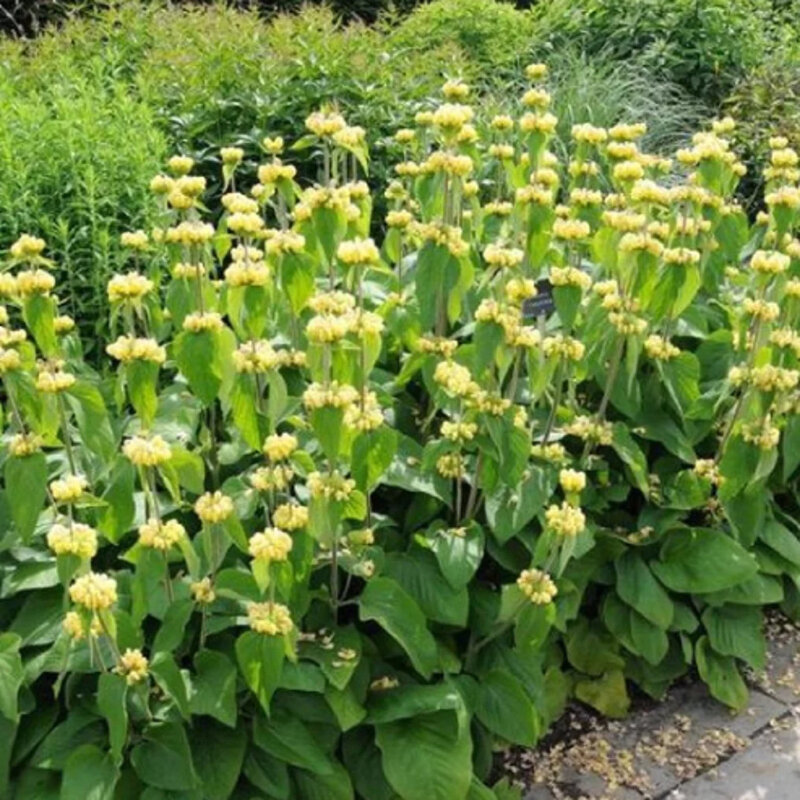 Phlomis russeliana