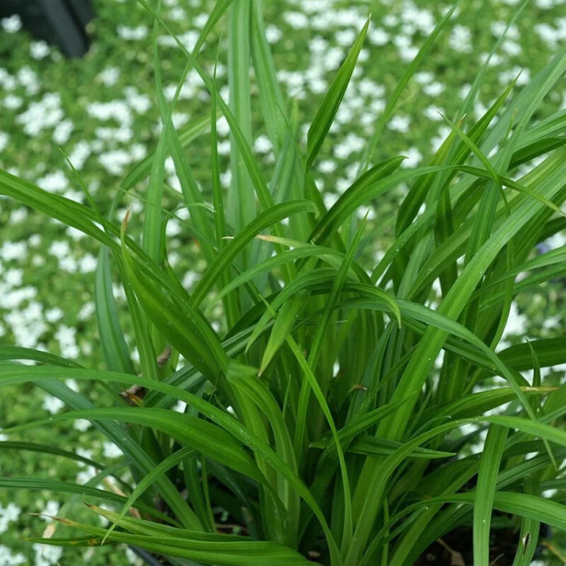 Carex japonais feuiles