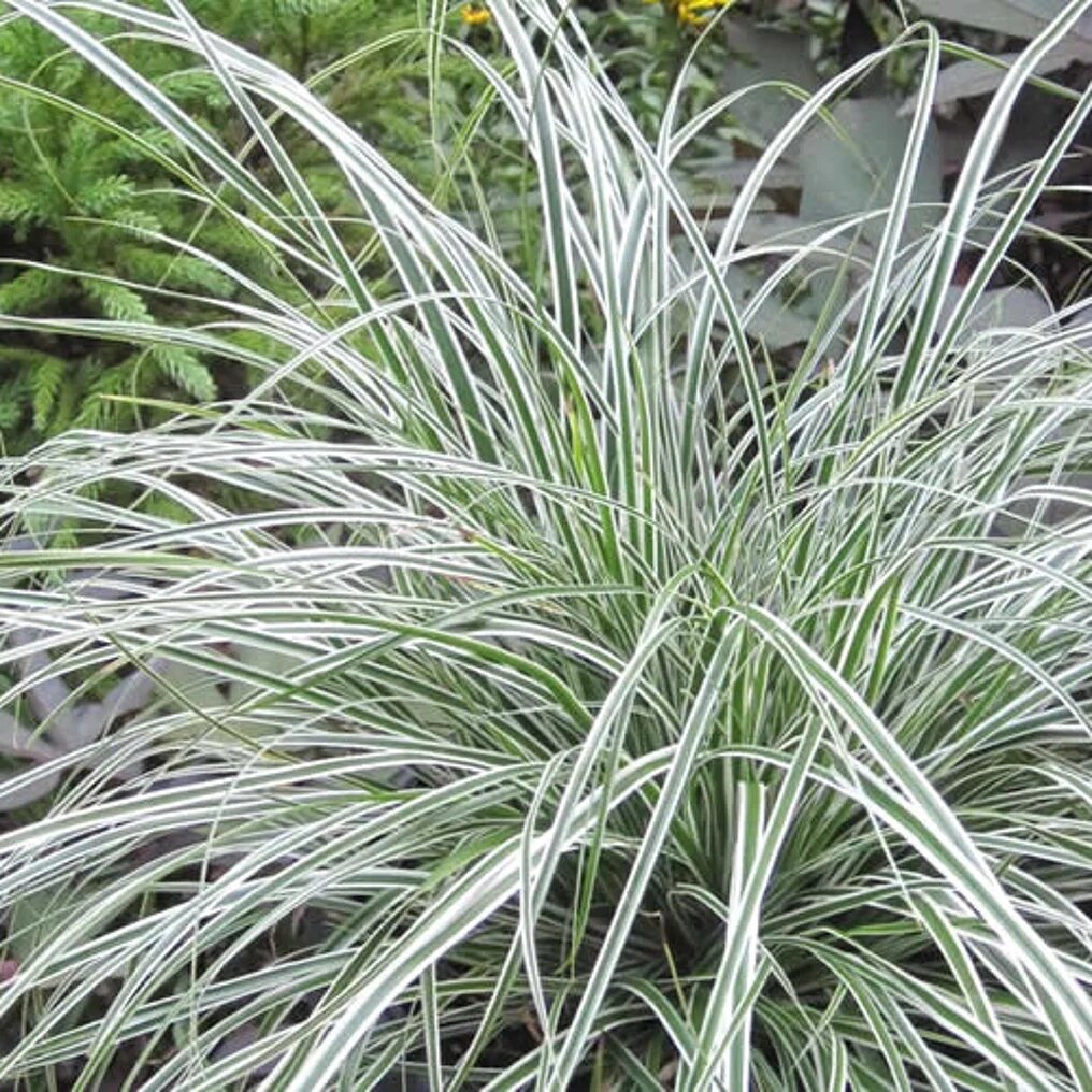 Carex oshimensis détail