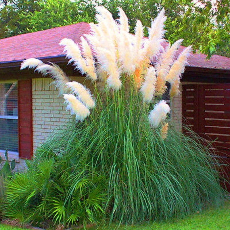 Cortaderia selloana dans le jardin