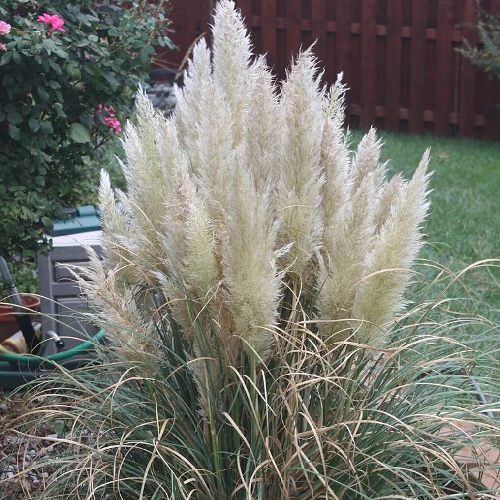 cortaderia selloana pumila pol