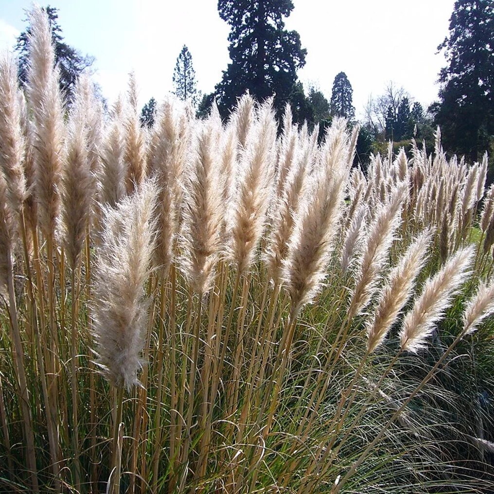 cortaderia selloana pumila plumes