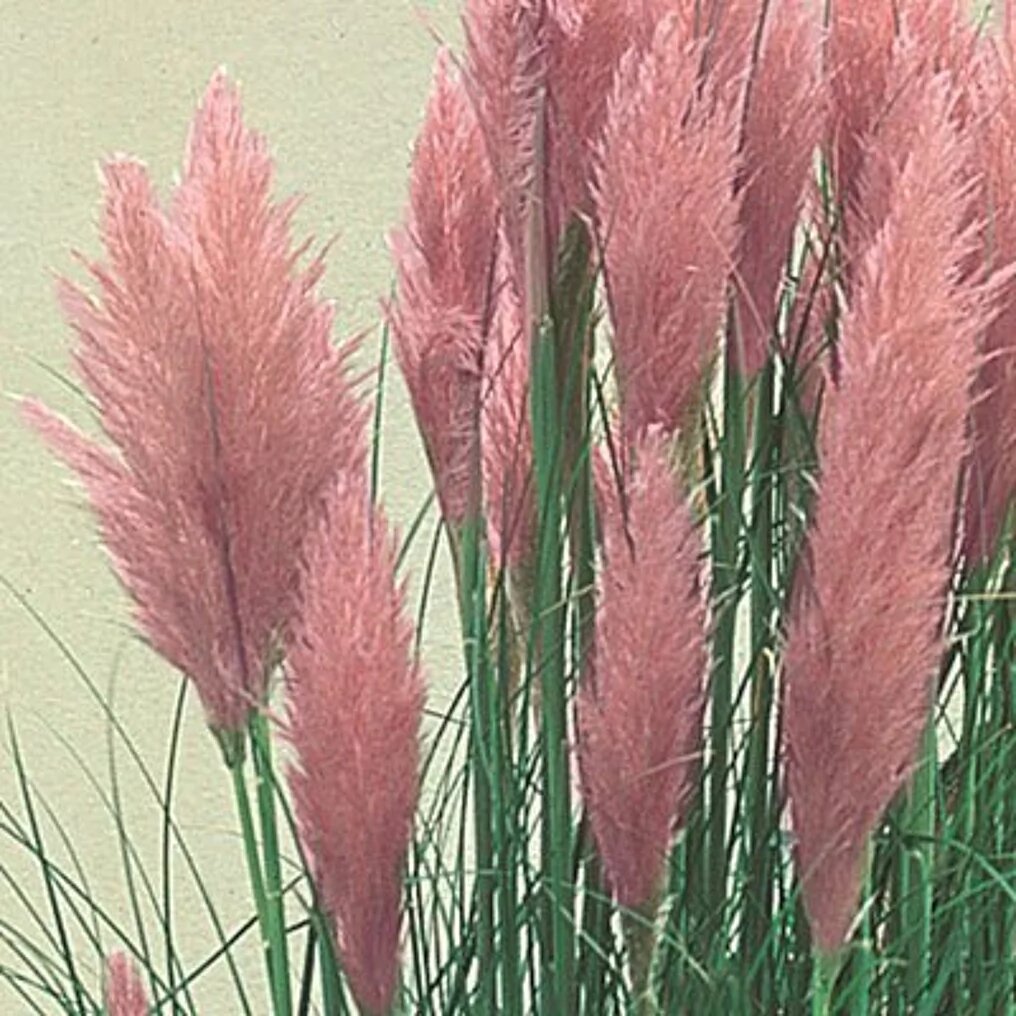 cortaderia selloana rosea