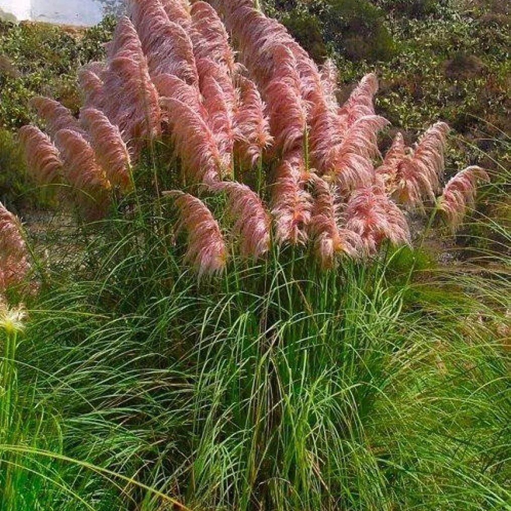 Herbe de pampas rose