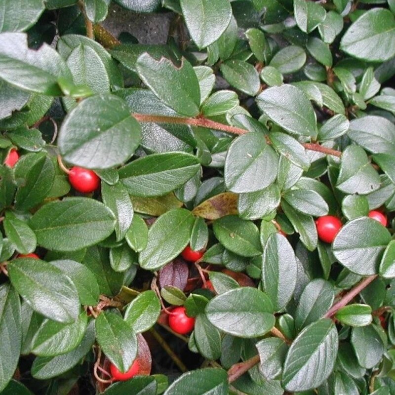 Cotoneaster baies rouges