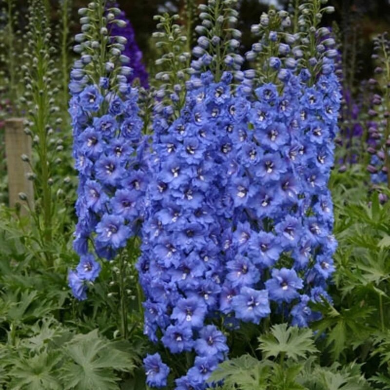 Delphinium « Blue Bird » 