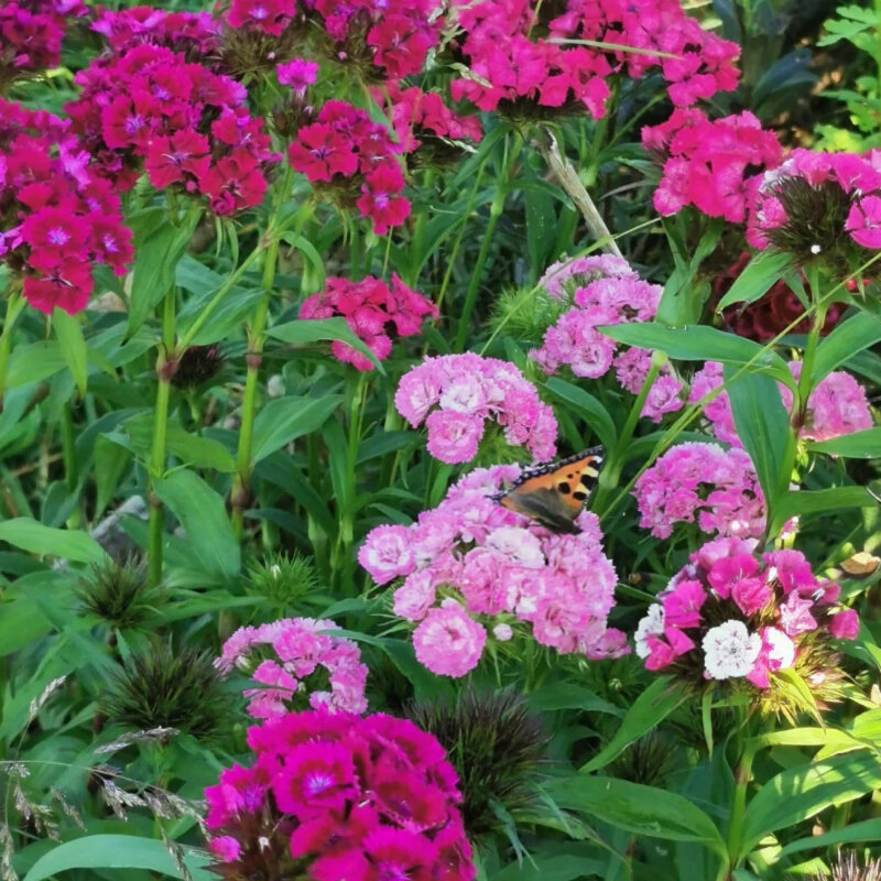 Dianthus barbatus