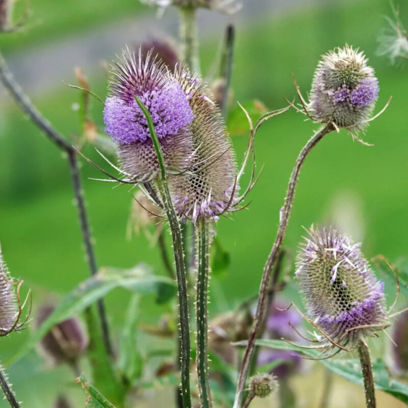 Cardère sauvage fleurs