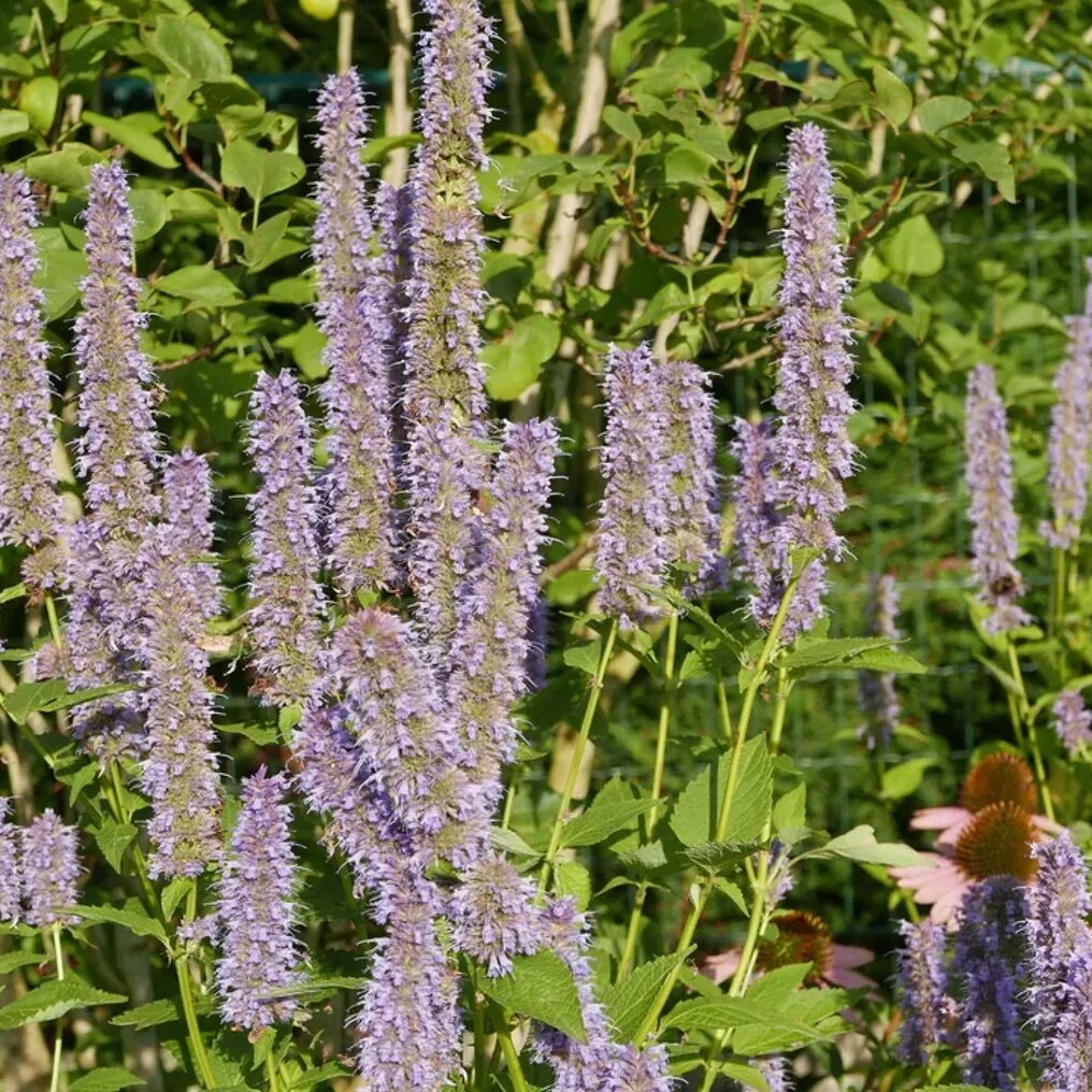 Agastache « Blue Fortune » fleurs