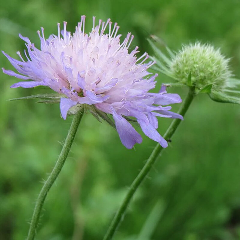 Scabieuse colombaire mauve fleur