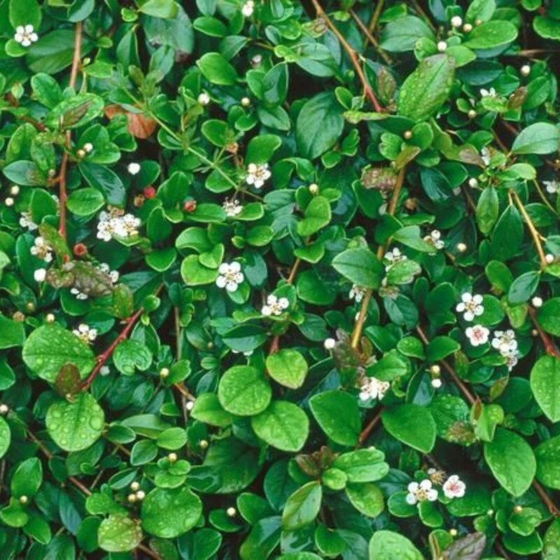 Cotoneaster couvre-sol